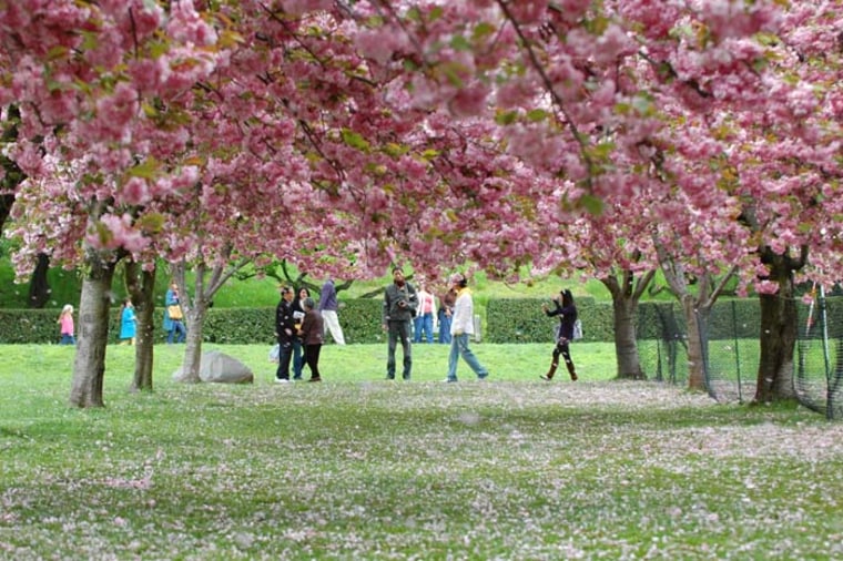B13H91 people enjoying cherry trees in bloom during the cherry blossom festival at brooklyns botanic gardens. Image shot 05/2008. Exact date unknown.